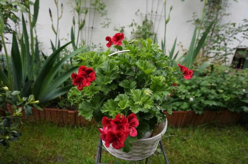 Candy Flower Dark Red - Mușcate