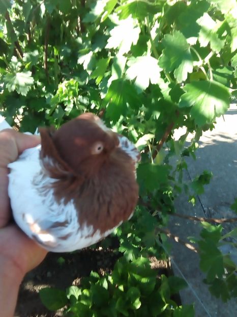 Cap Rosu - Achizitii 2016