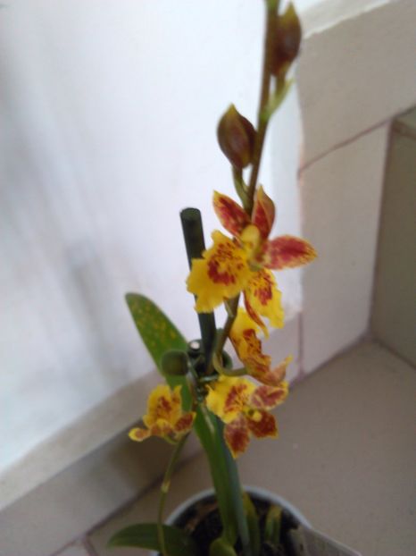  - Orhidee Oncidium Howeara Mini Primi