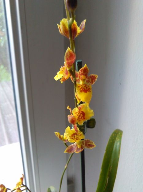  - Orhidee Oncidium Howeara Mini Primi