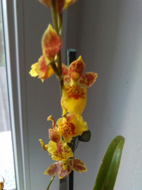  - Orhidee Oncidium Howeara Mini Primi