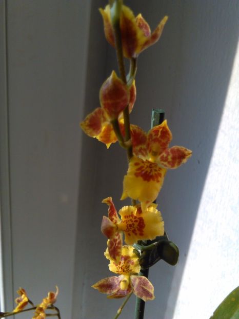  - Orhidee Oncidium Howeara Mini Primi