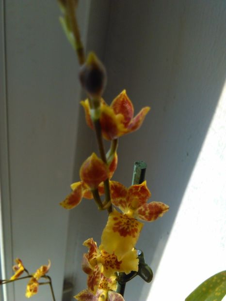  - Orhidee Oncidium Howeara Mini Primi
