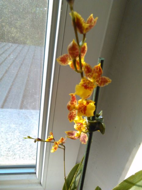  - Orhidee Oncidium Howeara Mini Primi