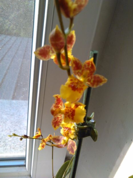  - Orhidee Oncidium Howeara Mini Primi