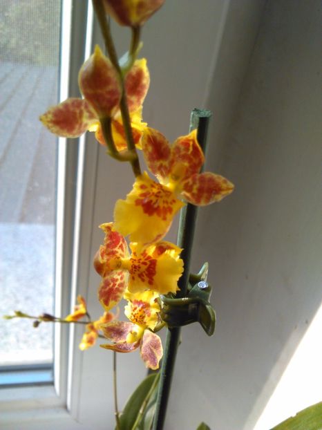  - Orhidee Oncidium Howeara Mini Primi