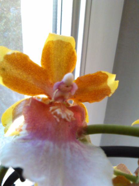  - Orhidee parfumata Cambria