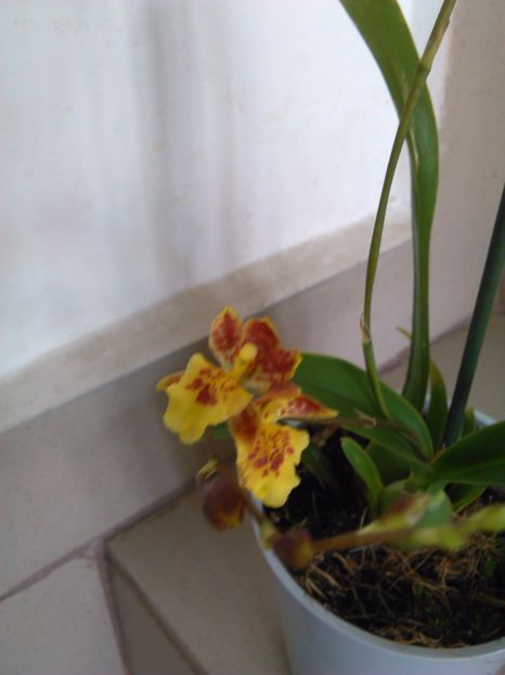  - Orhidee Oncidium Howeara Mini Primi