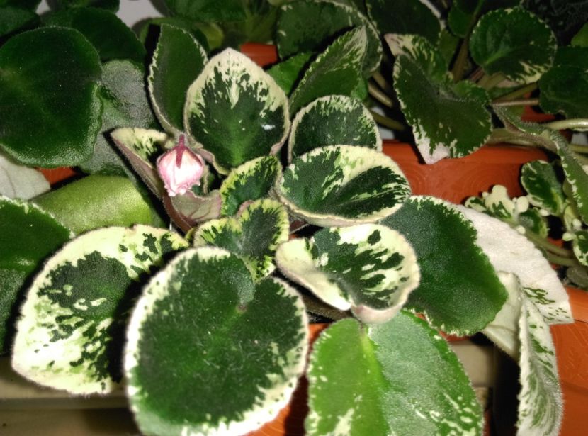  - Ian Bokal de la AM