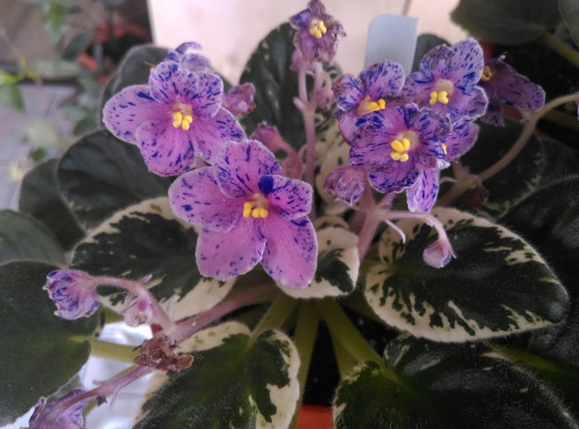  - Ma s Party Favor de la Bogdan