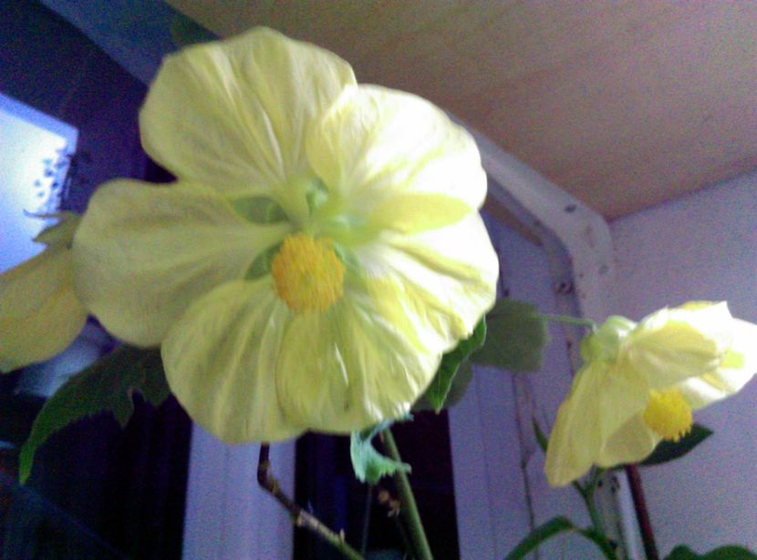  - Abutilon 2016-2017 -2018-2019