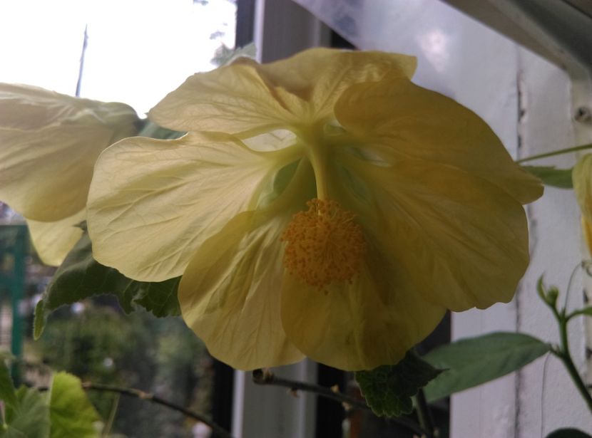  - Abutilon 2016-2017 -2018-2019