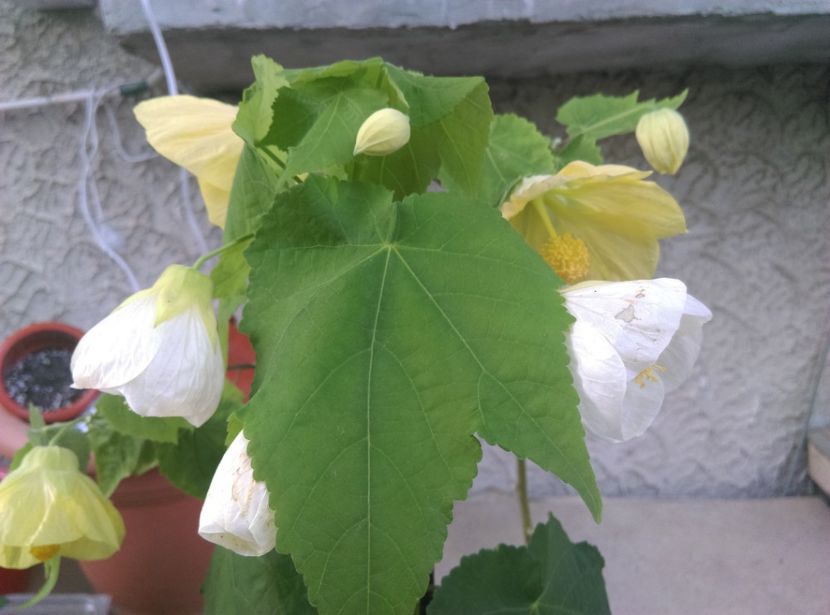  - Abutilon 2016-2017 -2018-2019