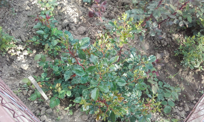  - FIRE FLASH Interplant 3