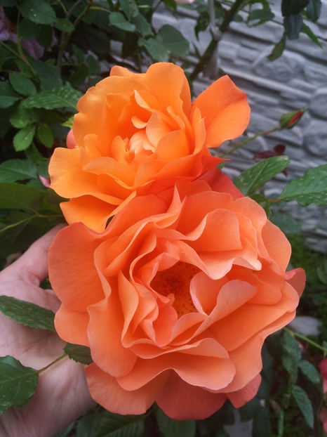 - Westerland 1