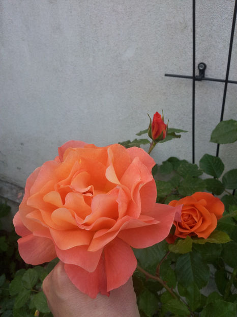  - Westerland 2