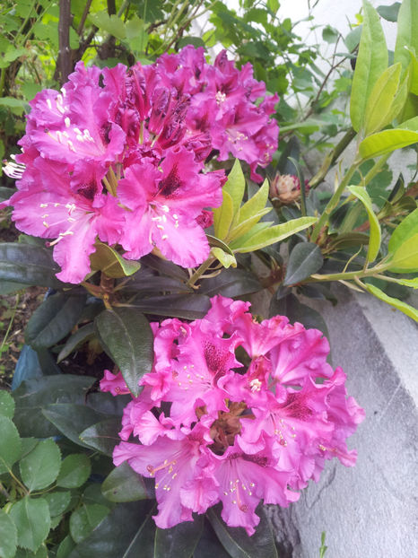  - Primavara - Vara 2017