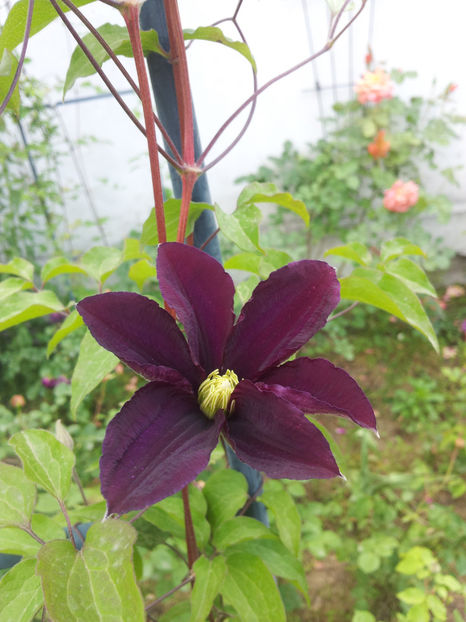  - Primavara - Vara 2017