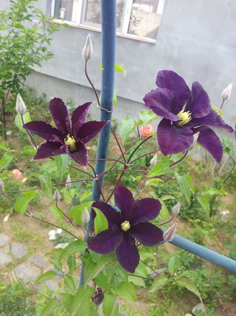  - Primavara - Vara 2017