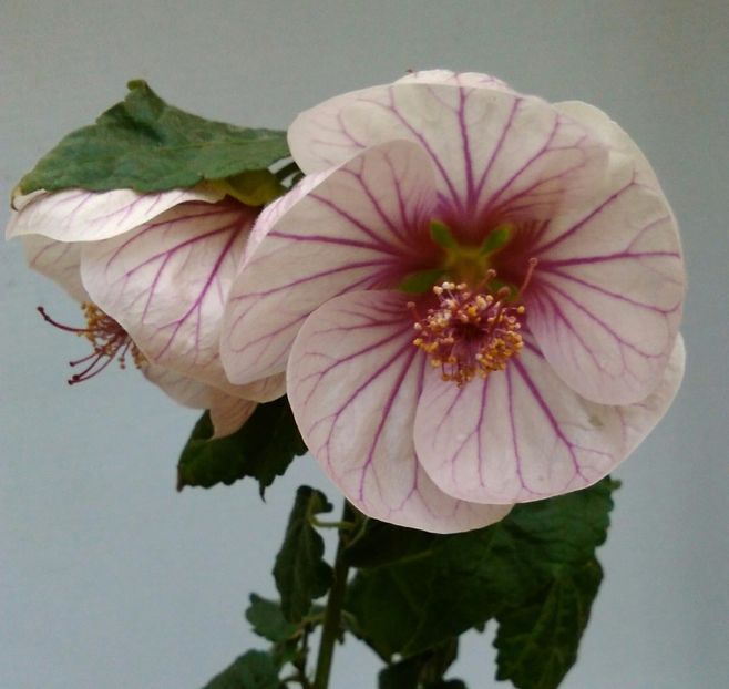  - colecția mea de abutiloni din seminte