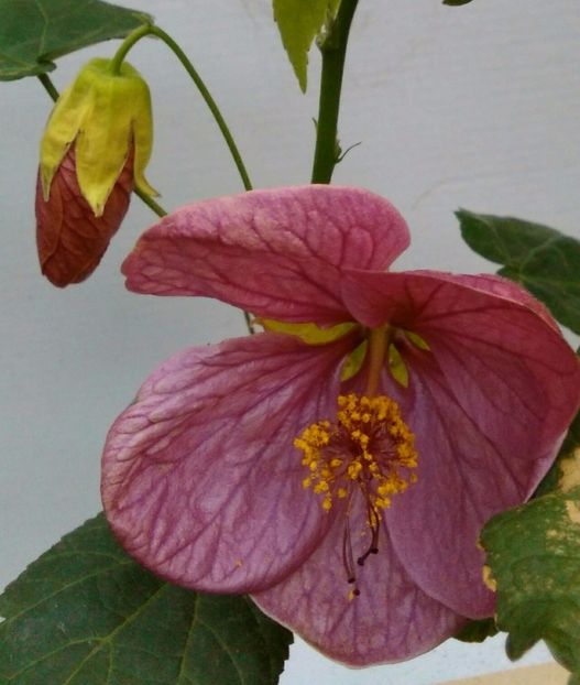  - colecția mea de abutiloni din seminte