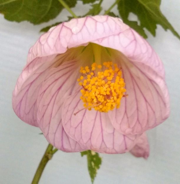  - colecția mea de abutiloni din seminte