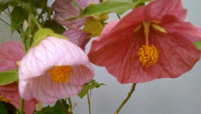  - colecția mea de abutiloni din seminte