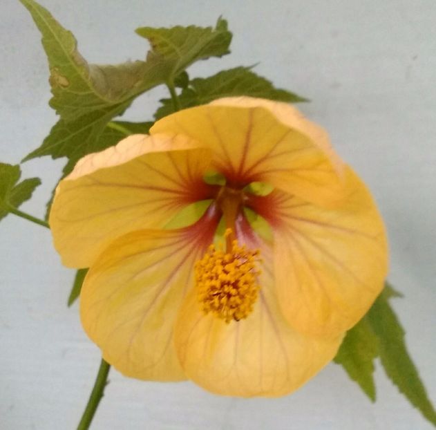  - colecția mea de abutiloni din seminte