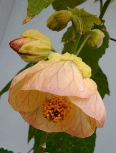  - colecția mea de abutiloni din seminte