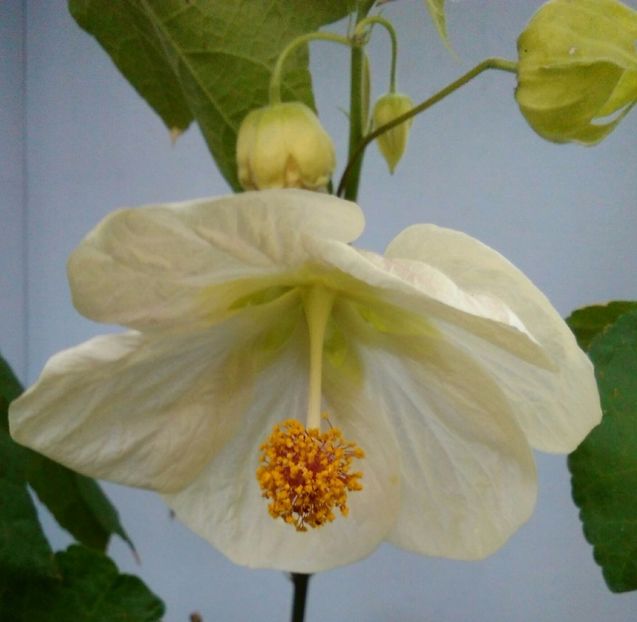  - colecția mea de abutiloni din seminte