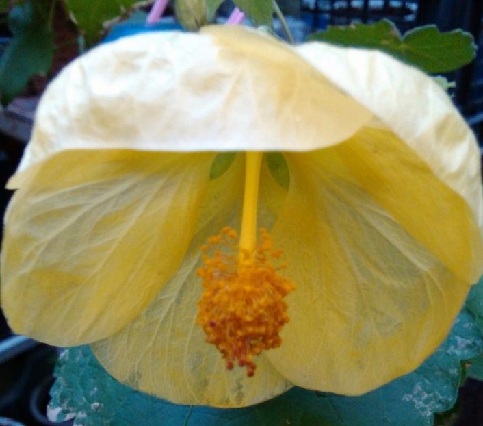  - colecția mea de abutiloni din seminte