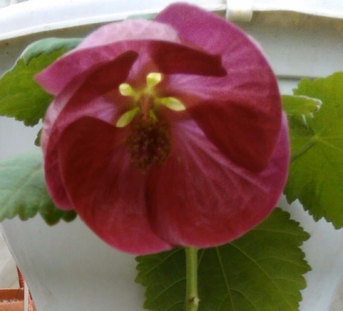  - colecția mea de abutiloni din seminte