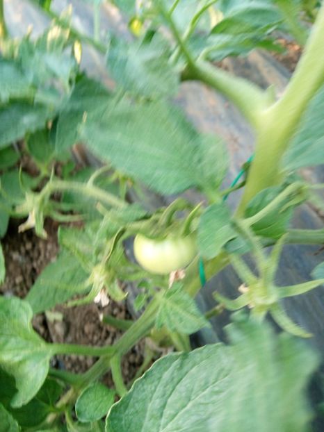 16.05.2017 legat primul rod - 2017 SOLAR 1