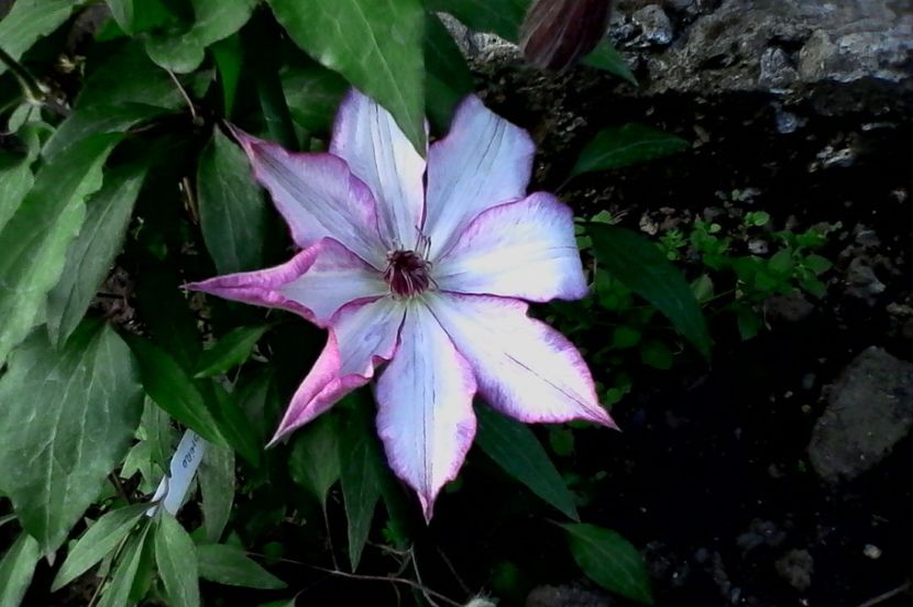 Omoshiro - 4Clematite2017