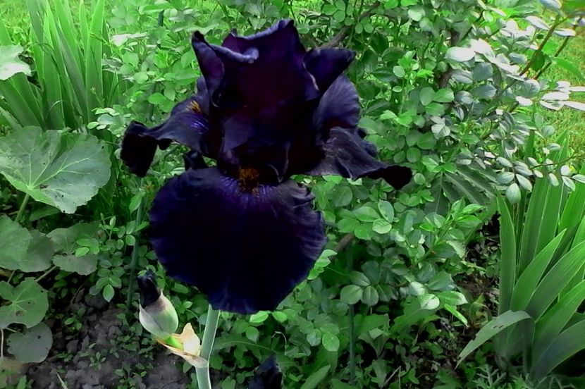 Old Black Magic - 4Irisi2017