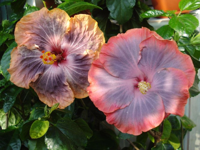  - SEMINTE HIBISCUS