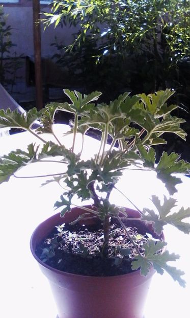 1494916819529-983055459 - 2017