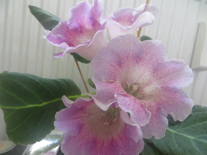 tigrina viola - gloxinii 2017