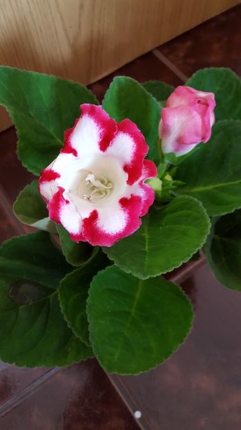 - Gloxinia