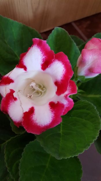  - Gloxinia