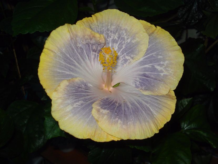  - HIBISCUS 2017