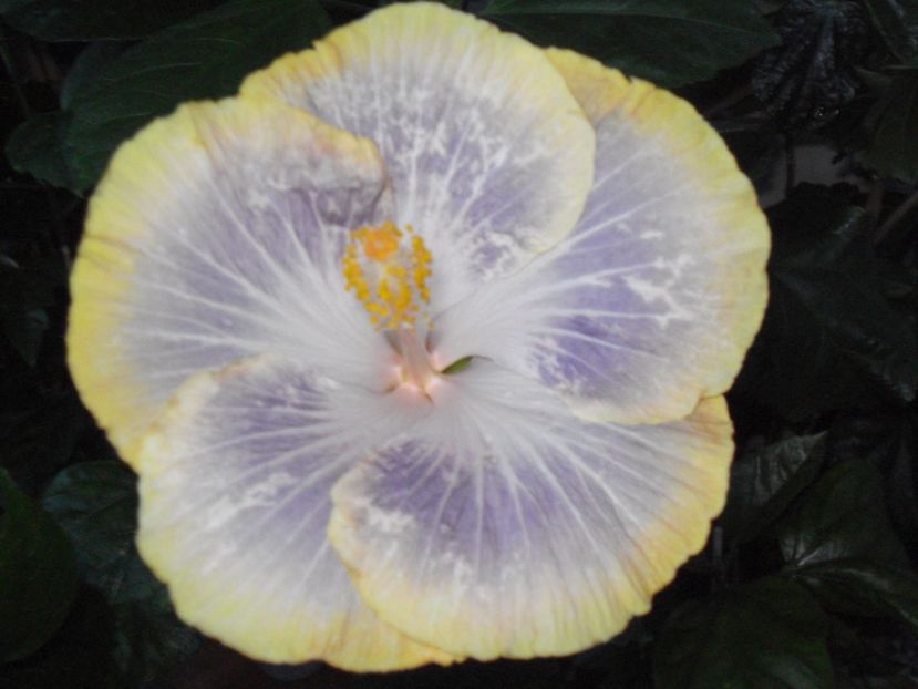  - HIBISCUS 2017