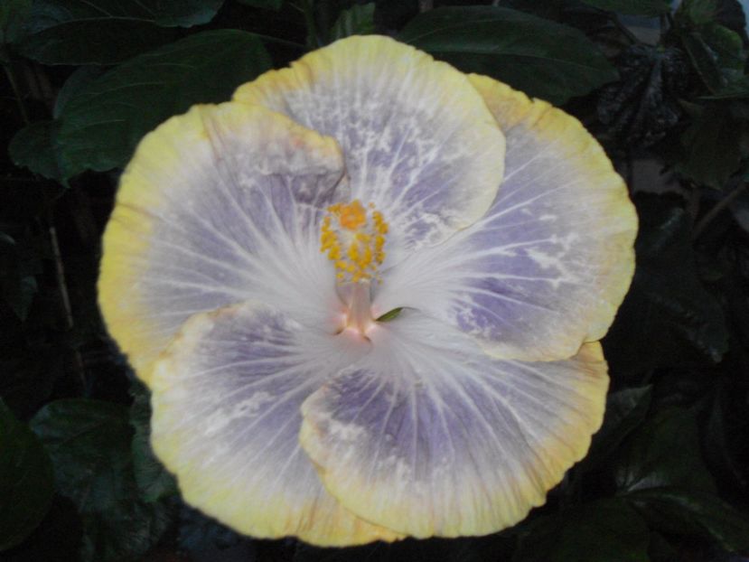  - HIBISCUS 2017