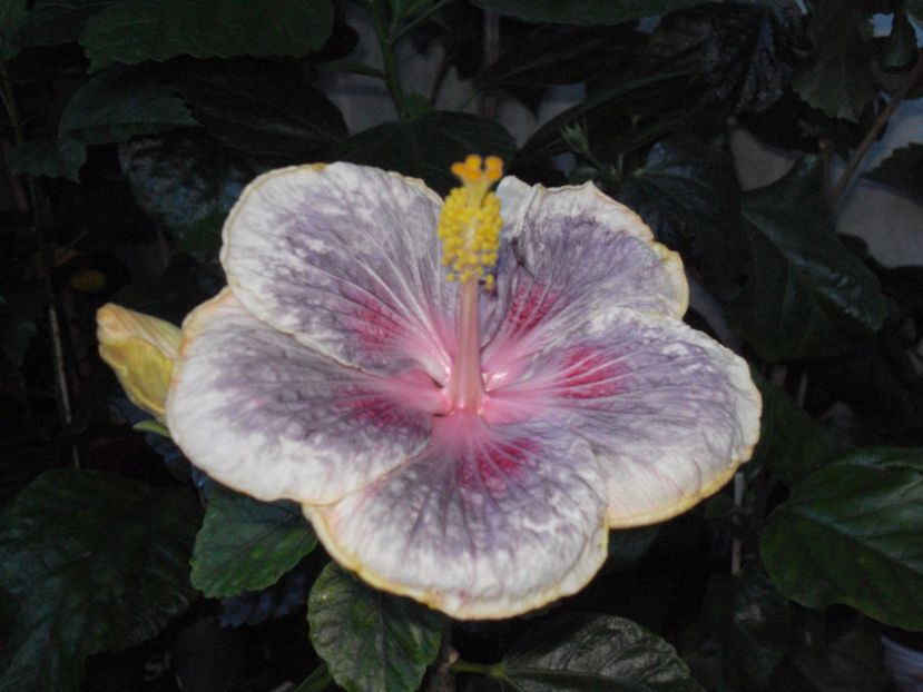 - HIBISCUS 2017