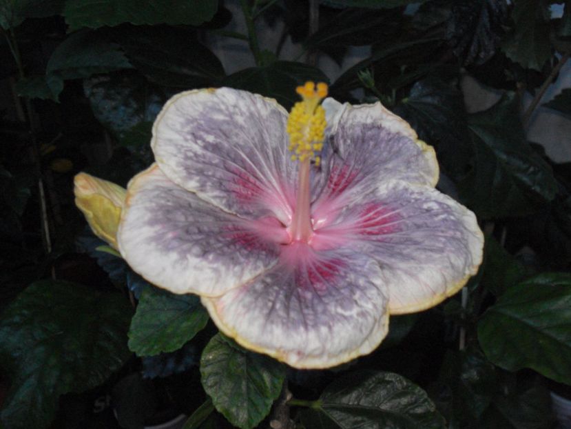  - HIBISCUS 2017