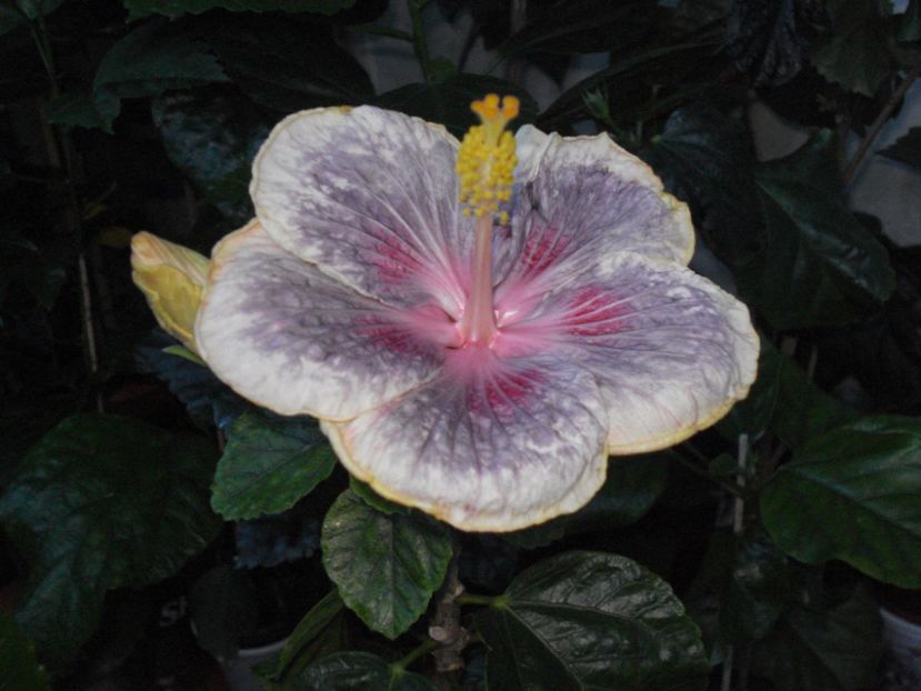  - HIBISCUS 2017