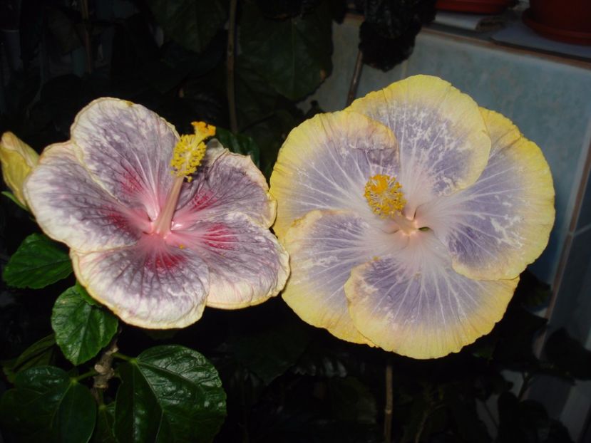 - HIBISCUS 2017