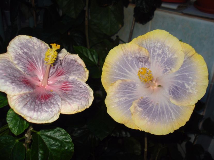  - HIBISCUS 2017