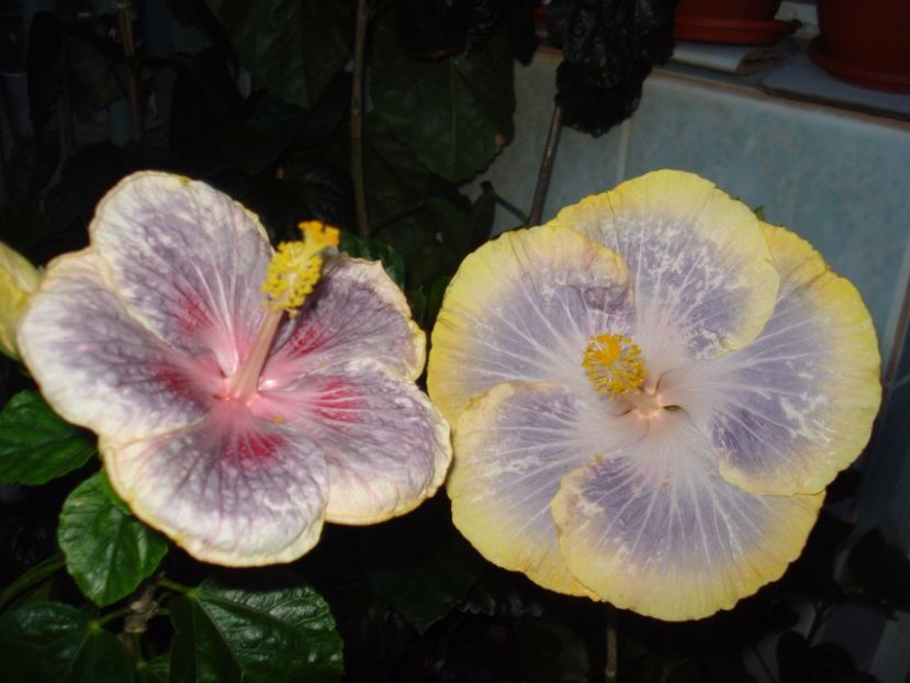  - HIBISCUS 2017