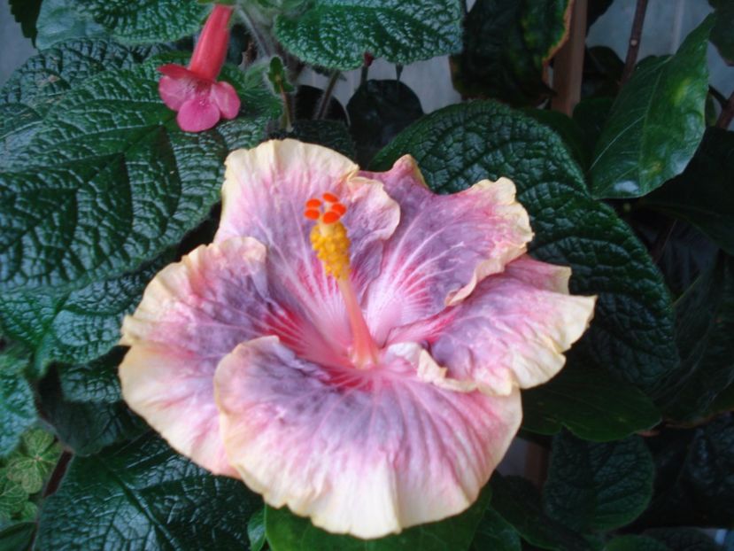  - HIBISCUS 2017